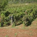 vino polje -field
