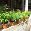 8.aromatical herbs course