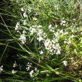 9.aromatical herbs